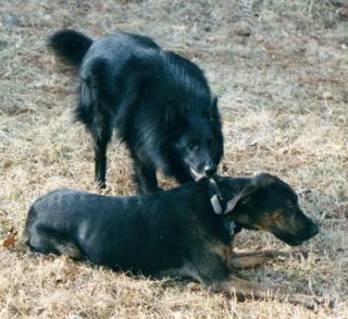 Magic pulling Izzie around