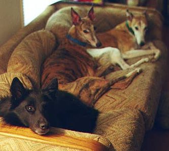 Magic, Quigley and Loki, November 1999