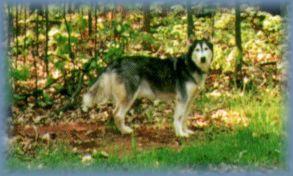 [Chinook in Ruckersville]