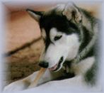 [Chinook]