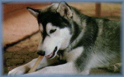 [Chinook chewing a nylabone]