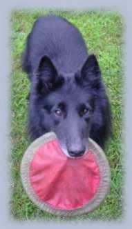 Last, last one!  Magic loved frisbee...