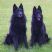 Magic's Page.  I'm a black dog.  Woof!