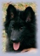 [Mystic as a Puppy]